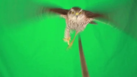 Falcon on green screen, studio shot Stock Footage