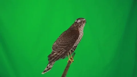 Falcon on green screen, studio shot Stock Footage 79491180