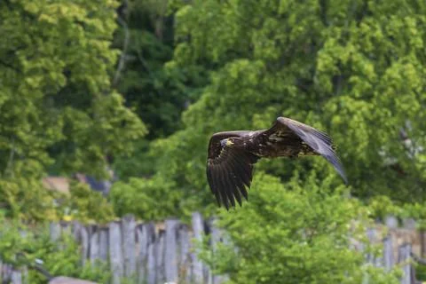 A falcon-guided sea eagle flies over a meadow. In the background is a forest. Stock Photos