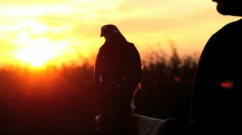 Falcon on hand Video stock 32172170