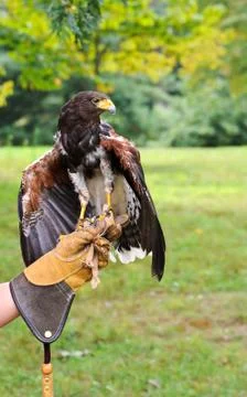 Falcon with Handler Stock Photos