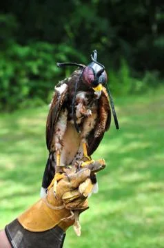 Falcon with Handler Stock Photos