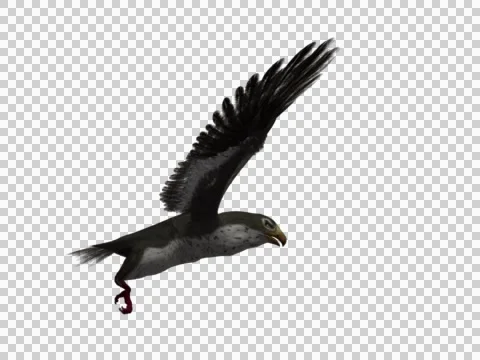 Falcon Hawk 3d Model Flying 03 Stock Footage 46127795