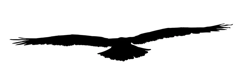 Falcon, hawk, eagle or orel black silhouette isolated on white background Stock Illustration