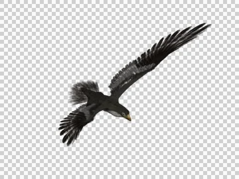 Falcon Hawk flying 3d Model 02 Stock Footage 46128181