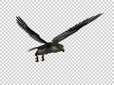 Falcon Hawk flying 3d Model 04 Stock Footage 46129640