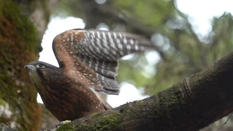 Falcon hawk Te Anau bird sanctuary New Zealand free taking off Stock Footage 123639491