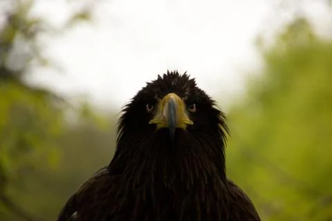 A Falcon head Stock Photos