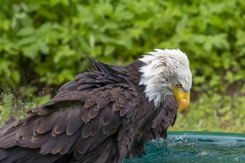A falcon-headed bald eagle bathes in a pool. Stock Photos