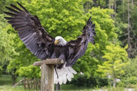 A falcon-headed bald eagle lands on a wooden stake. The eagle has outstretche Stock Photos