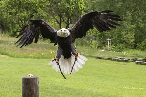 A falcon-headed bald eagle lands on a wooden stake. The eagle has outstretche Stock Photos