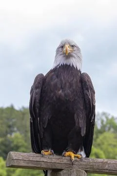 A falcon-headed bald eagle sits on a wooden stake. Stock Photos