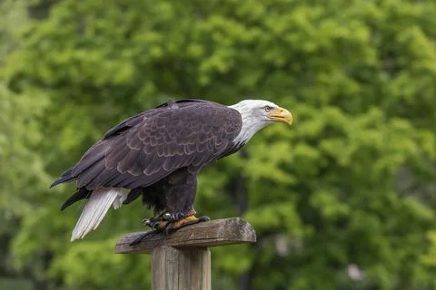 A falcon-headed bald eagle sits on a wooden stake. Stock Photos