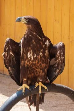 A falcon-headed predator Eagle sits on a semicircle. Stock Photos