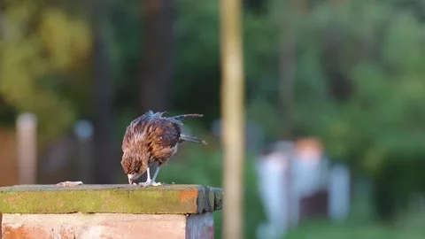 Falcon Hops and Cleans Beak in Motion at sunset, Argentina 스톡 동영상 295970207
