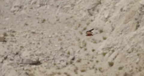 Falcon Hovering and Hunting Stock Footage 218313977