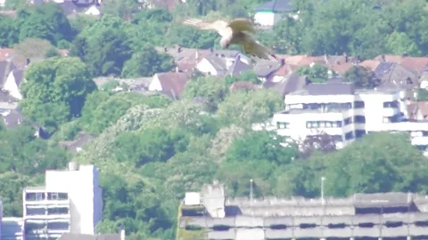 Falcon hunting and striking down on a hill Stock Footage 335477965