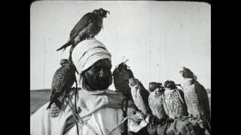 Falcon Hunting Stock Footage 83601360