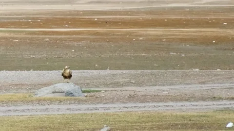 Falcon Hunting Stock-Footage 218168090