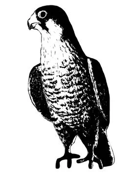 Falcon Stock-Illustration