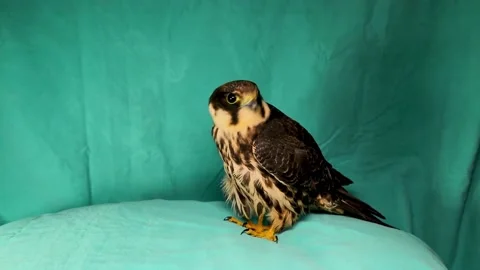 Falcon isolated on green background. Eurasian hobby. Saker (Saqr). Falconry Stock Footage 218197469