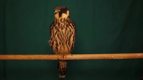 Falcon isolated on green background. Eurasian hobby standing on a wooden stick Stock Footage 218299097
