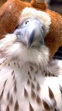 Falcon its sharp talons gripping perch sits calmly with hood covering its eyes Stock Photos