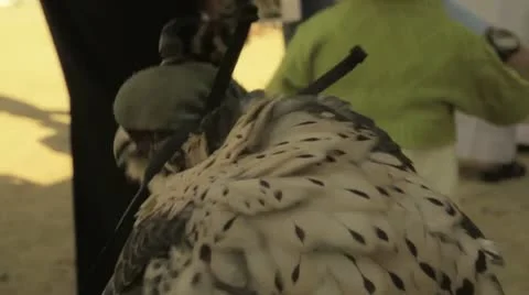 Falcon Large Video stock 10679440