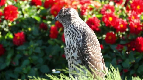 Falcon is a large, predatory bird, slightly smaller than an eagle. Video stock 107683122