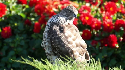 Falcon is a large, predatory bird, slightly smaller than an eagle Stock-Footage 107683285