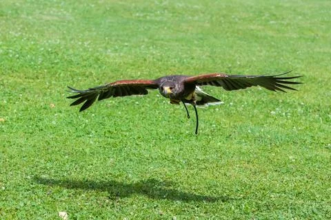 A falcon-led bird of prey eagle flies over a green meadow. Stock Photos
