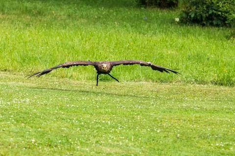 A falcon-led bird of prey eagle flies over a green meadow. Stock Photos
