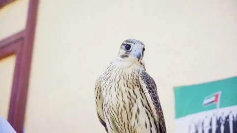 The falcon is looking around curiously Stock Footage 106953746