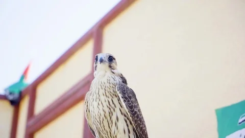 The falcon is looking around Stock Footage 106943334
