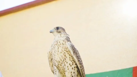 The falcon is looking around. Stock Footage 107029636