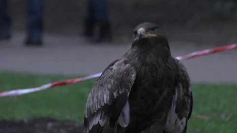Falcon looking around in a park Stock Footage 73775832