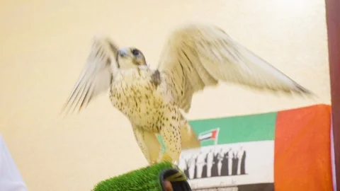 The falcon is looking around then flys Stock Footage 107028429