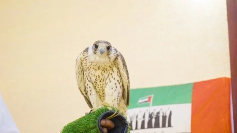 The falcon is looking to the camera. Stock Footage 107029625