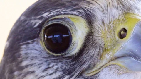 Falcon is Looking at the Camera Stock Footage 121257508