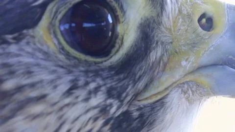 Falcon is Looking Up Stock Footage 121262956