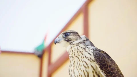 A Falcon is looking its surrounding carefully and shakes its head Stock Footage 106958310