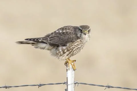 Falcon looks at the camera. Stock Photos