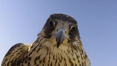 Falcon Looks at The Camera then Eats The Raw Meat Stock Footage 121229316