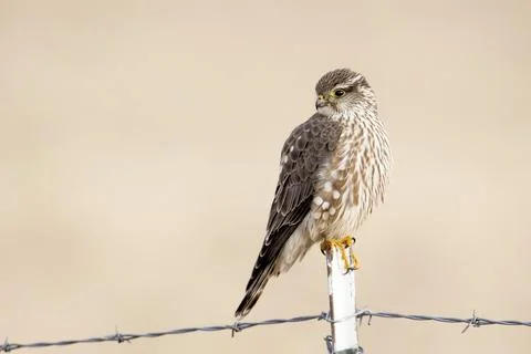 Falcon looks to the side. Stock Photos