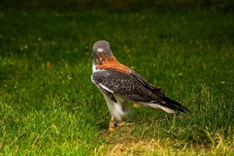 A falcon on the meadow in the park. Stock Photos