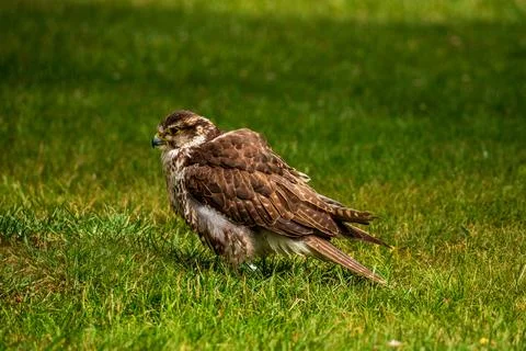 A falcon on the meadow in the park. Stock Photos