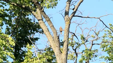 Falcon in the natural environment 2 Stock Footage 39983013