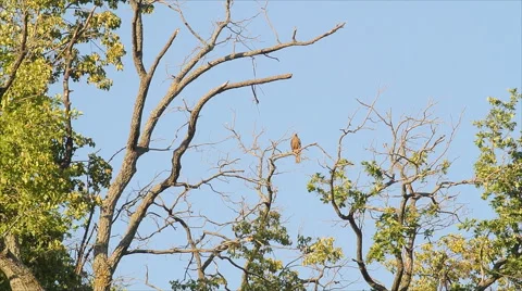 Falcon in the natural environment Stock Footage 39966580