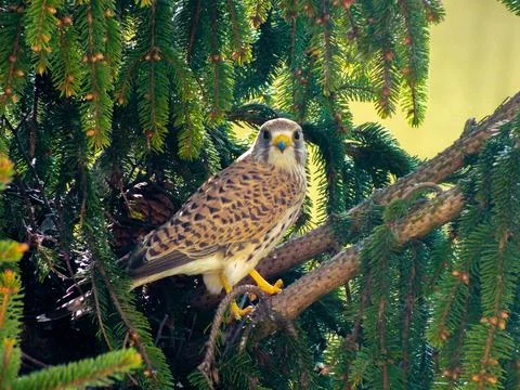 Falcon Noticed The Cameraman Stock Photos