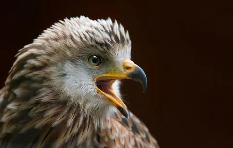 Falcon Opened Mouth Stock Photos